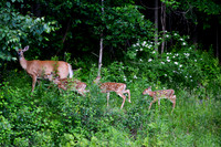 Wildlife